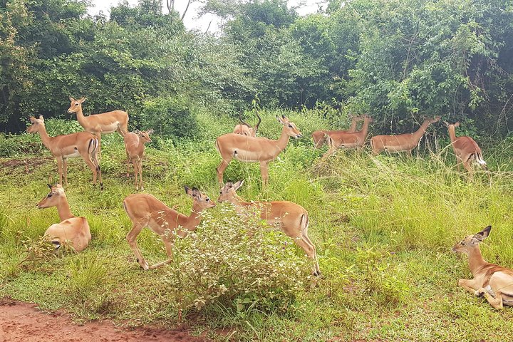 One-day Akagera National Park Game Drive with a Choice 4x4