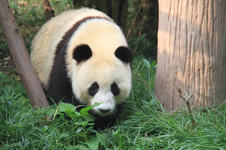 1-Day Chengdu Panda Base and Leshan Giant Buddha Private Tour with the Lunch