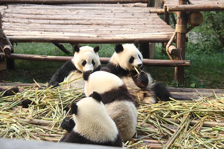 1-Day Chengdu Panda Base and Leshan Giant Buddha Private Tour with the Lunch