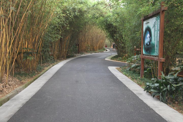 1-Day Chengdu Panda Base and Leshan Giant Buddha Private Tour with the Lunch