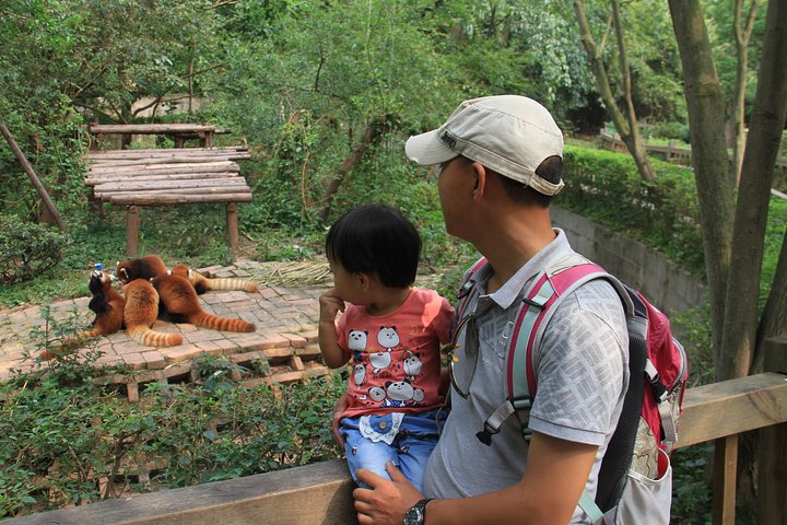 1-Day Chengdu Panda Base and Leshan Giant Buddha Private Tour with the Lunch