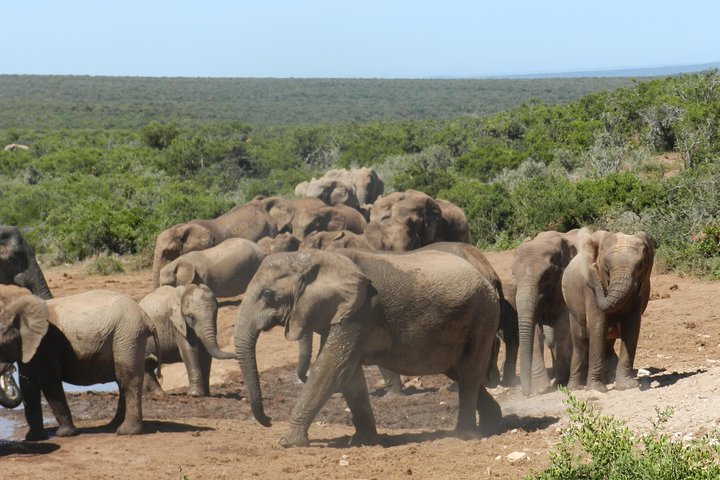 Port Elizabeth Shore Excursion: Addo Elephant Full Day Safari &"Braai"Lunch(BBQ)