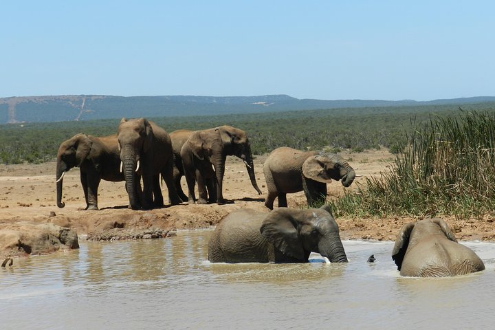 Port Elizabeth Shore Excursion: Addo Elephant Full Day Safari &"Braai"Lunch(BBQ)