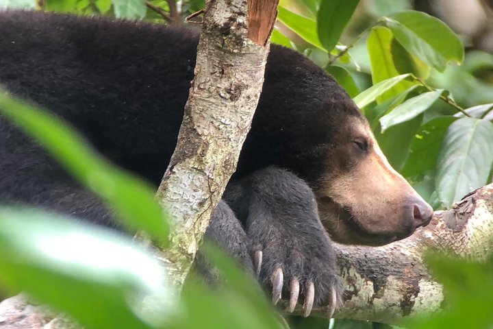 Labuk Proboscis, Sepilok, Sun Bear, Sandakan City Tour & Lunch