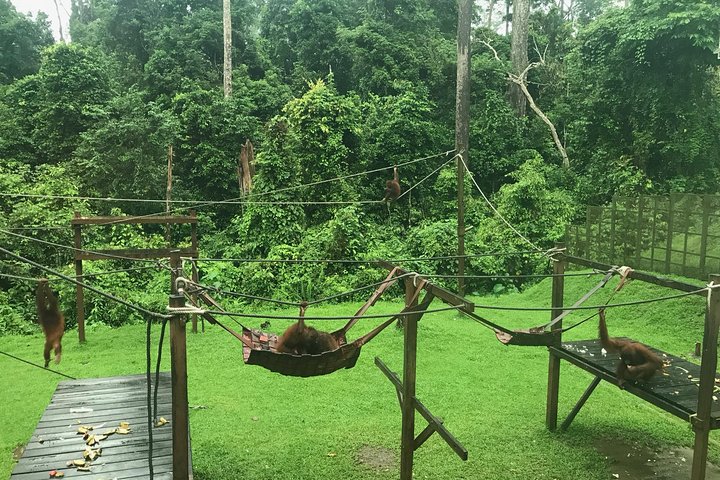 Labuk Proboscis, Sepilok, Sun Bear, Sandakan City Tour & Lunch