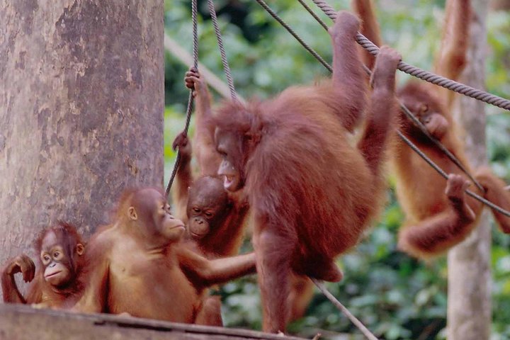 Labuk Proboscis, Sepilok, Sun Bear, Sandakan City Tour & Lunch