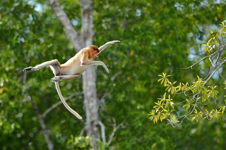 Labuk Proboscis, Sepilok, Sun Bear, Sandakan City Tour & Lunch