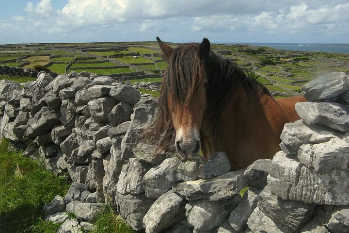 Ring of Kerry Day Tour from Limerick: Including Killarney National Park