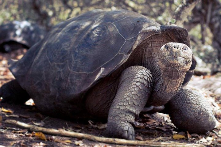 Galapagos Enchanting 3 Islands (5 Days)