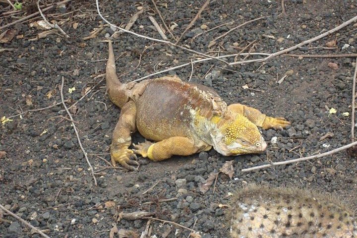 Galapagos Enchanting 3 Islands (5 Days)