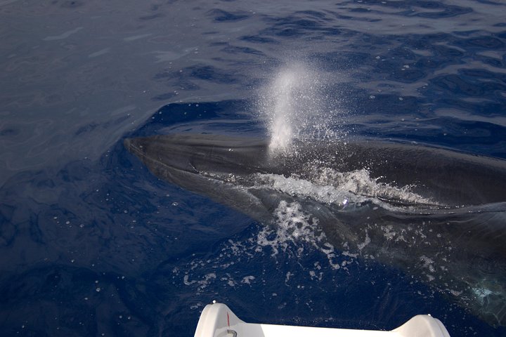 Seaborn Catamaran trips