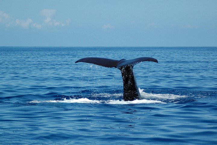 Seaborn Catamaran trips
