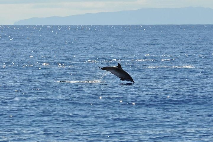 Seaborn Catamaran trips