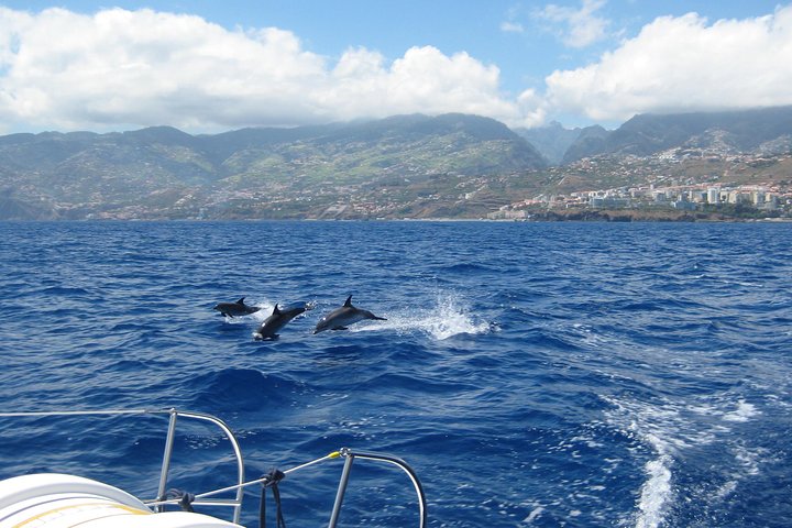 Seaborn Catamaran trips