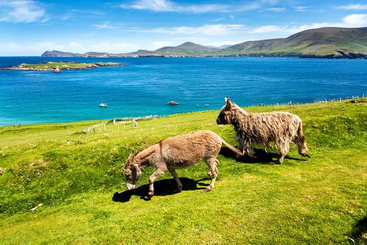 Private tour of Dingle and Slea Head with accredited guide