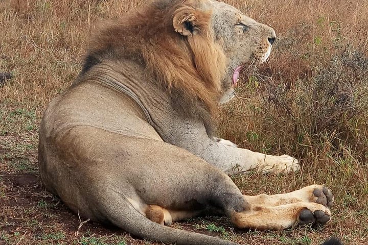 Nairobi National Park, Sheldrick Elephant, Giraffe Centre Tour