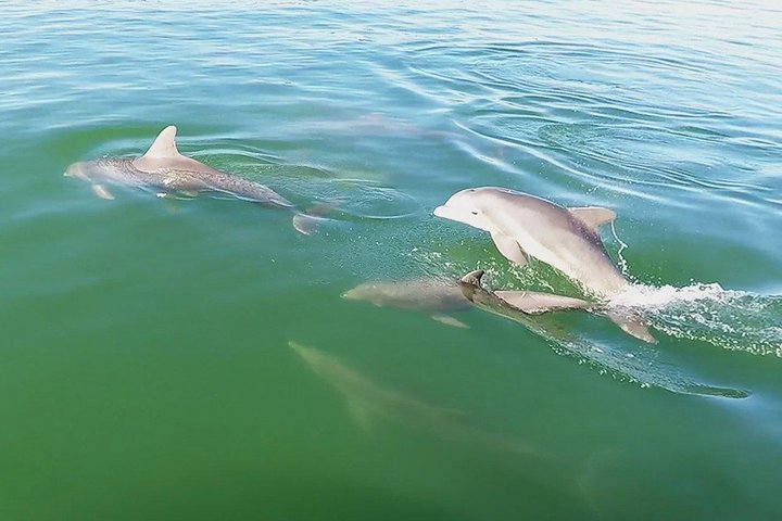 Shell Key & Dolphins - Semi-Private Tours