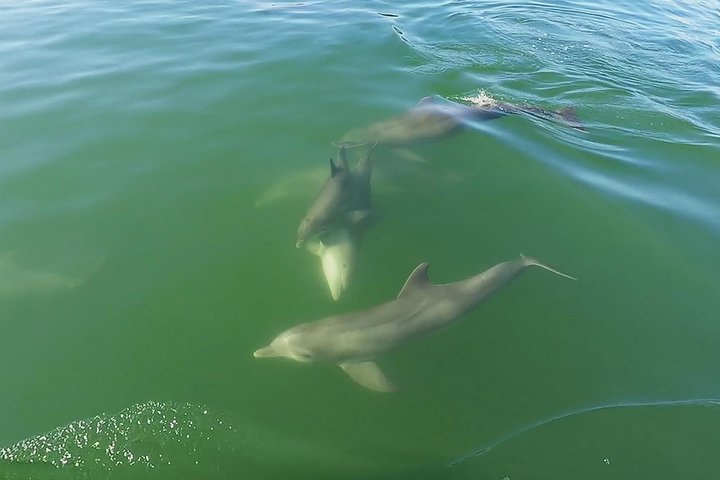 Shell Key & Dolphins - Semi-Private Tours