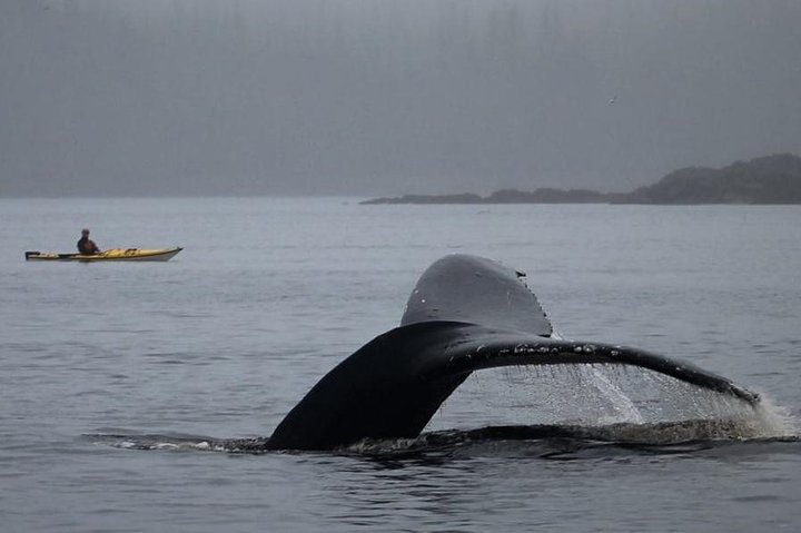 Ketchikan Kayak Eco-Tour
