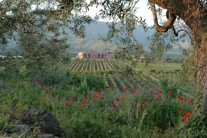 Private 6-Hour Tour of Three Etna Wineries with food&wine tasting