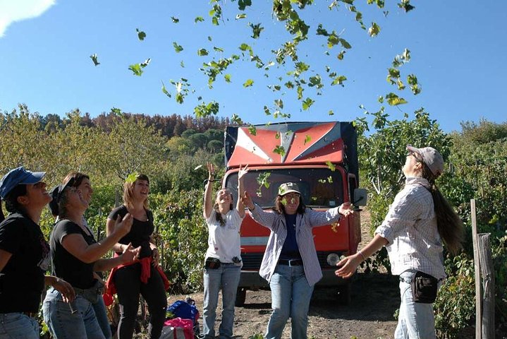 Private 6-Hour Tour of Three Etna Wineries with food&wine tasting