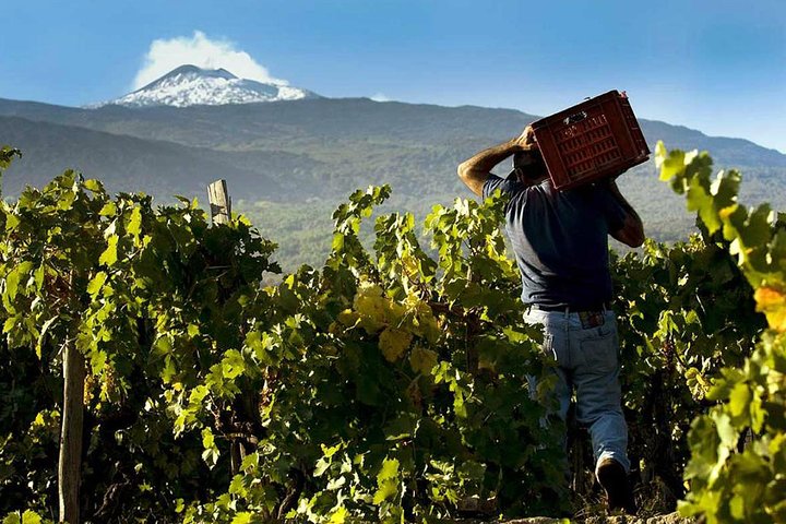 Private 6-Hour Tour of Three Etna Wineries with food&wine tasting