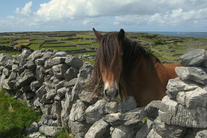 Ring of Kerry Day Tour from Cork: Including Killarney National Park