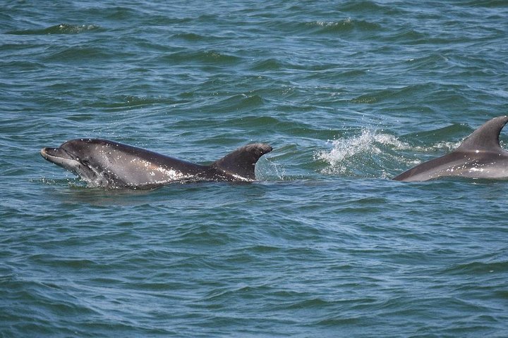 Snorkel & Dolphin Sightseeing Tour Aboard the Footloose