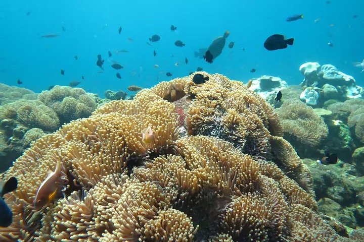 Tulamben Diving USS Liberty Shipwreck Scuba Dive
