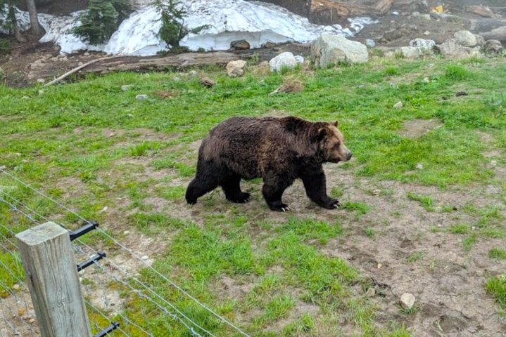Whistler Sightseeing Tour from Vancouver: See Horseshoe Bay and Shannon Falls