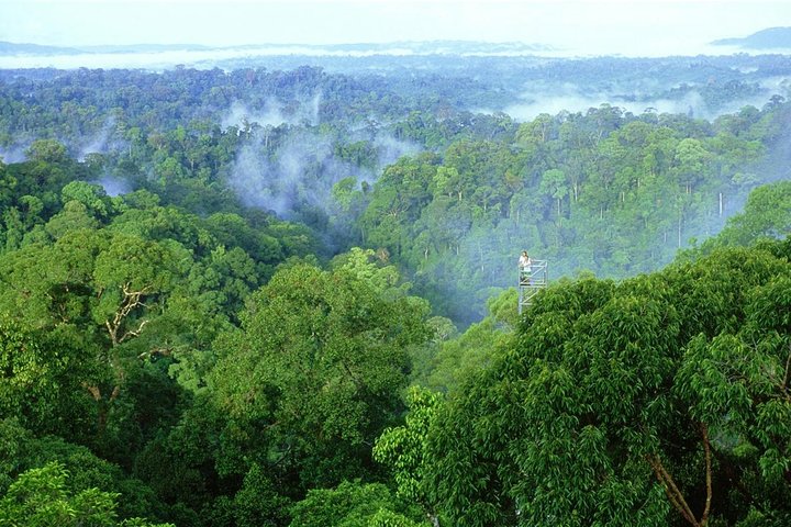 Full Day Trip of Brunei Ulu Temburong National Park including Canopy Walk