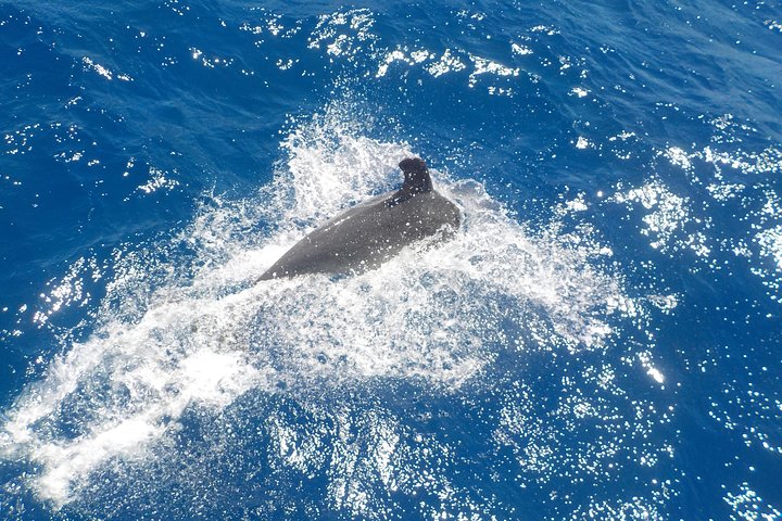 Milos Small-Group Full-Day Cruise with Snorkelling and Lunch