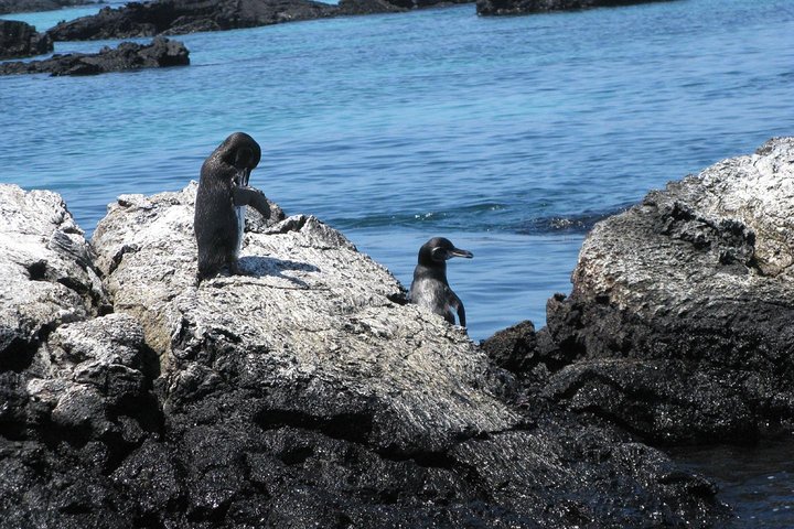 Tour to Tintoreras Bay from Isabela Island
