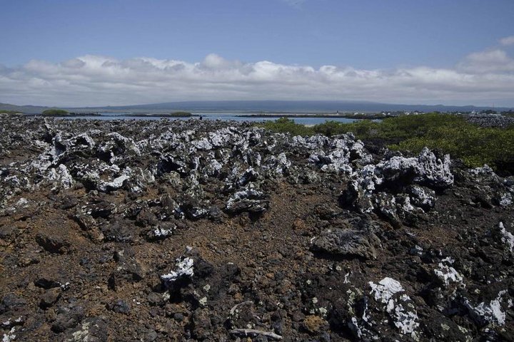 Tour to Tintoreras Bay from Isabela Island