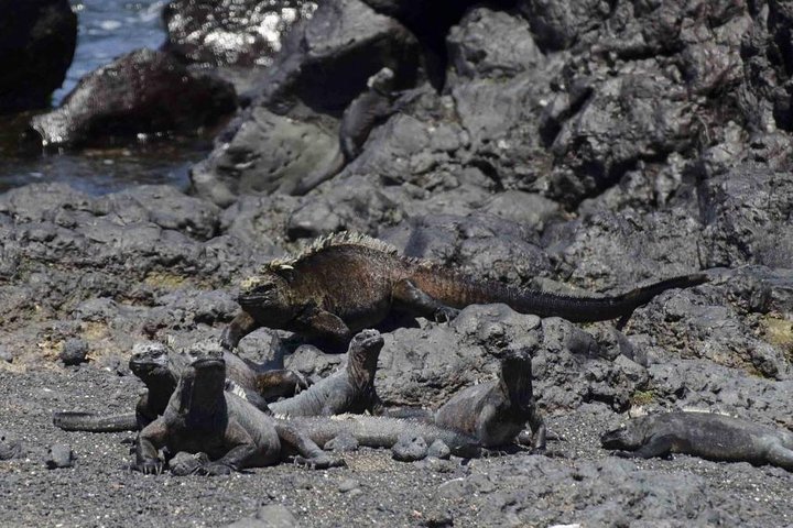 Tour to Tintoreras Bay from Isabela Island