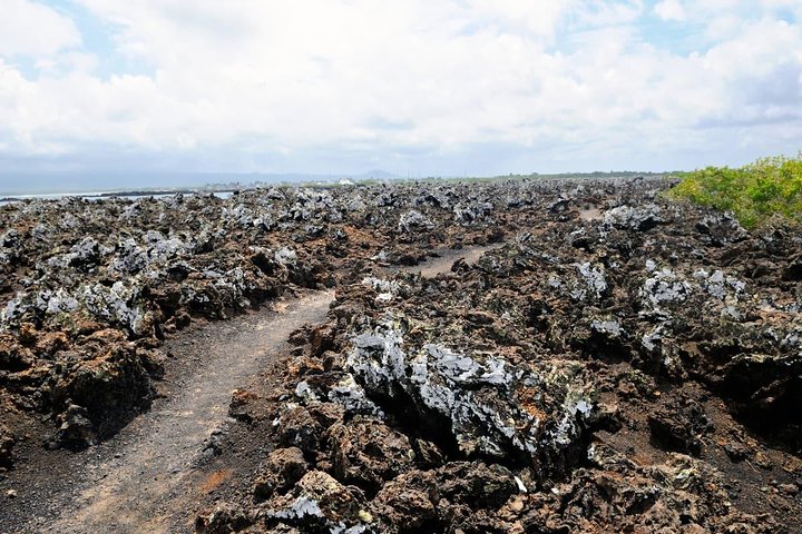 Tour to Tintoreras Bay from Isabela Island