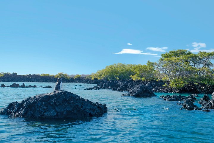 Tour to Tintoreras Bay from Isabela Island