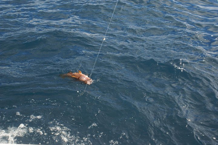 Fish In the Azores