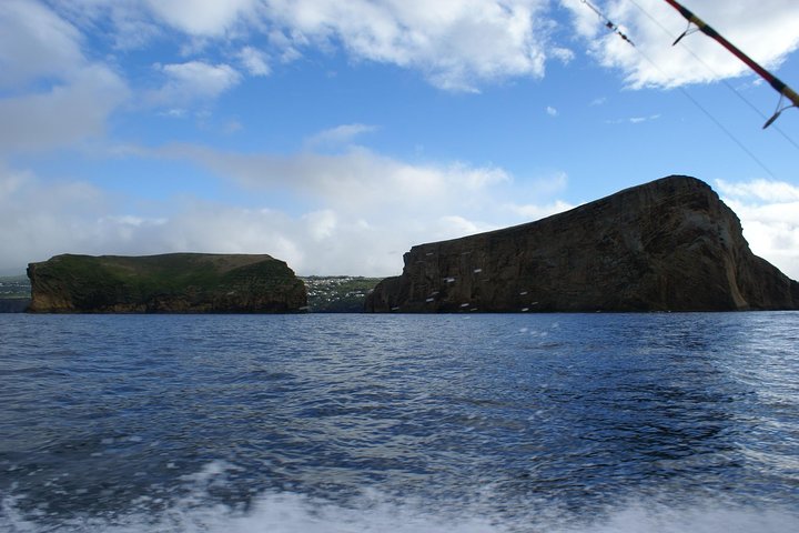 Fish In the Azores