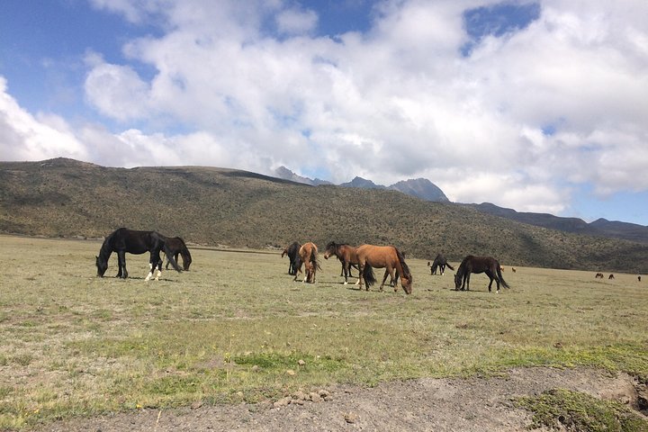 Cotopaxi Volcano (PRIVATE Day Trip from Quito)