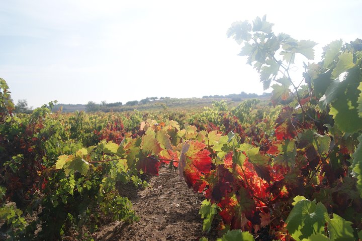 La Rioja wines and Laguardia tour from San Sebastian
