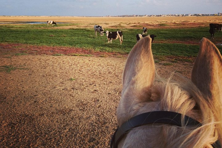 Horse Riding in Sal Island - Cabo Verde