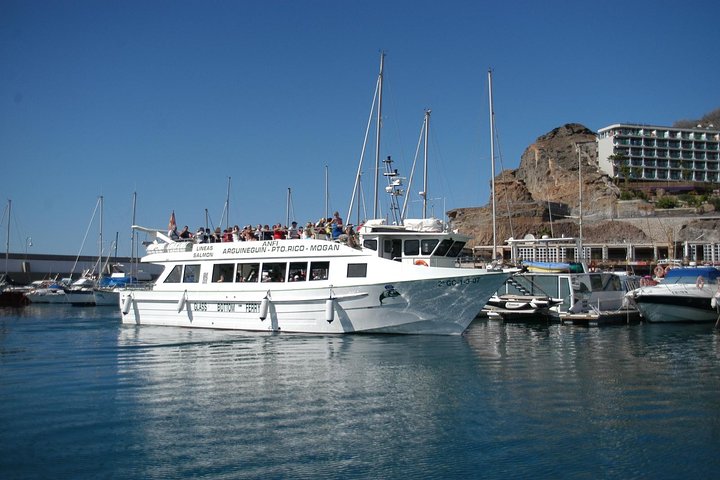 2-Hour Dolphin and Whale Watching in Gran Canaria