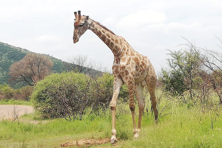 Pilanesberg Nature Reserve & Safari Park Lion Private