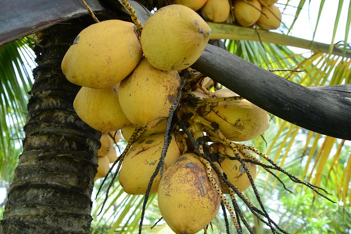 Village Life experience in Kannur & Kasaragod districts of Kerala