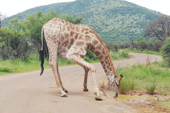 Pilanesberg Nature Reserve & Safari Park Lion Private