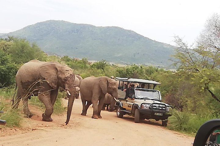 Pilanesberg Nature Reserve & Safari Park Lion Private