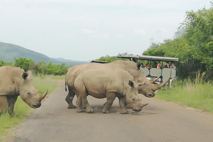 Pilanesberg Nature Reserve & Safari Park Lion Private