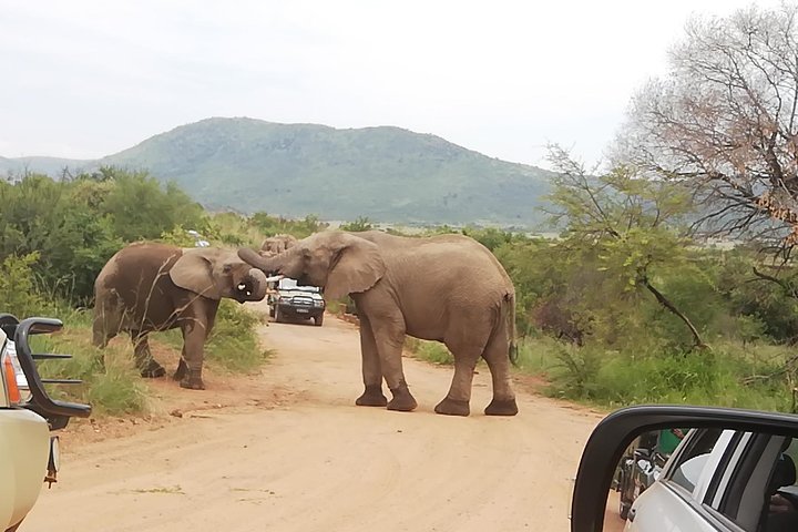 Pilanesberg Nature Reserve & Safari Park Lion Private