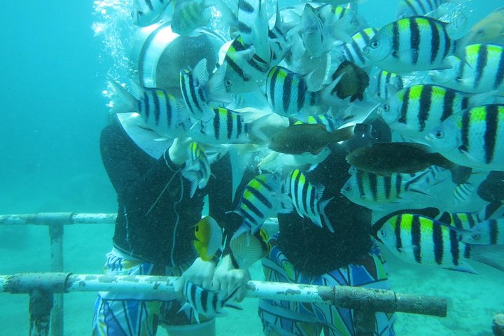 Bali Sea Walking Experience